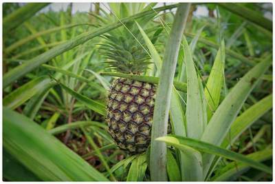 Pineapple fruit with plant