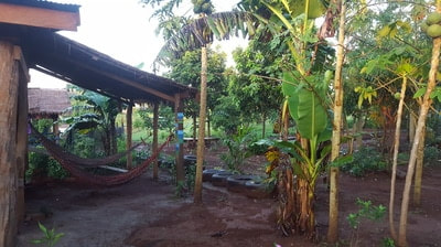 Hammocks, banana trees, and palm trees at OsoamCCC